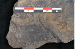 Foto (Detailansicht) von Cupanites novae zeelandiae Ettingshausen (NHMW-GEO-2024-0188-10257)